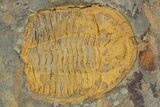 Rock With Thee Orange Trilobites (Ormathops sp & Prionocheilus?) #356822-1